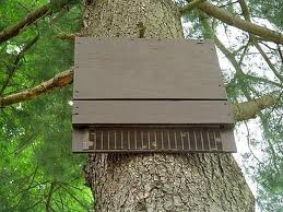Foto della batbox al parco del giardinone